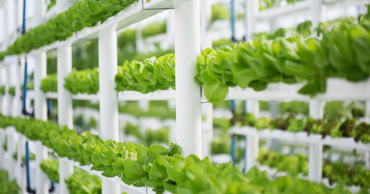 How Urban Farms Are Changing City Life